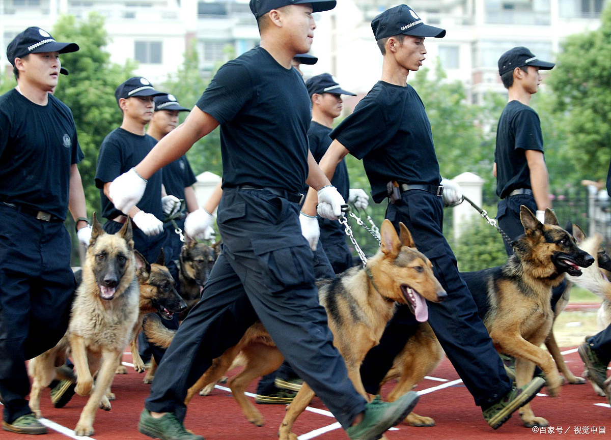 军人与军犬图片