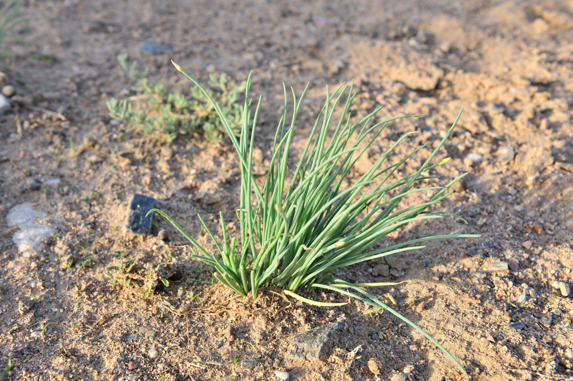 美好生活家# #美食教程# 沙葱也叫蒙古韭,外形是细细长长的实心圆柱