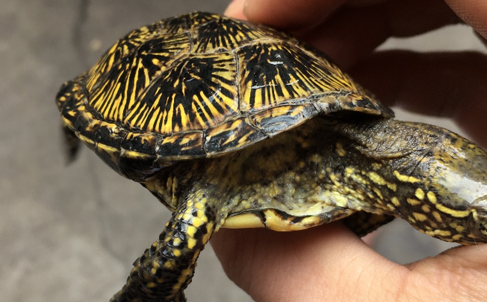 欧洲泽龟你真的了解吗?欧洲泽龟知识科普