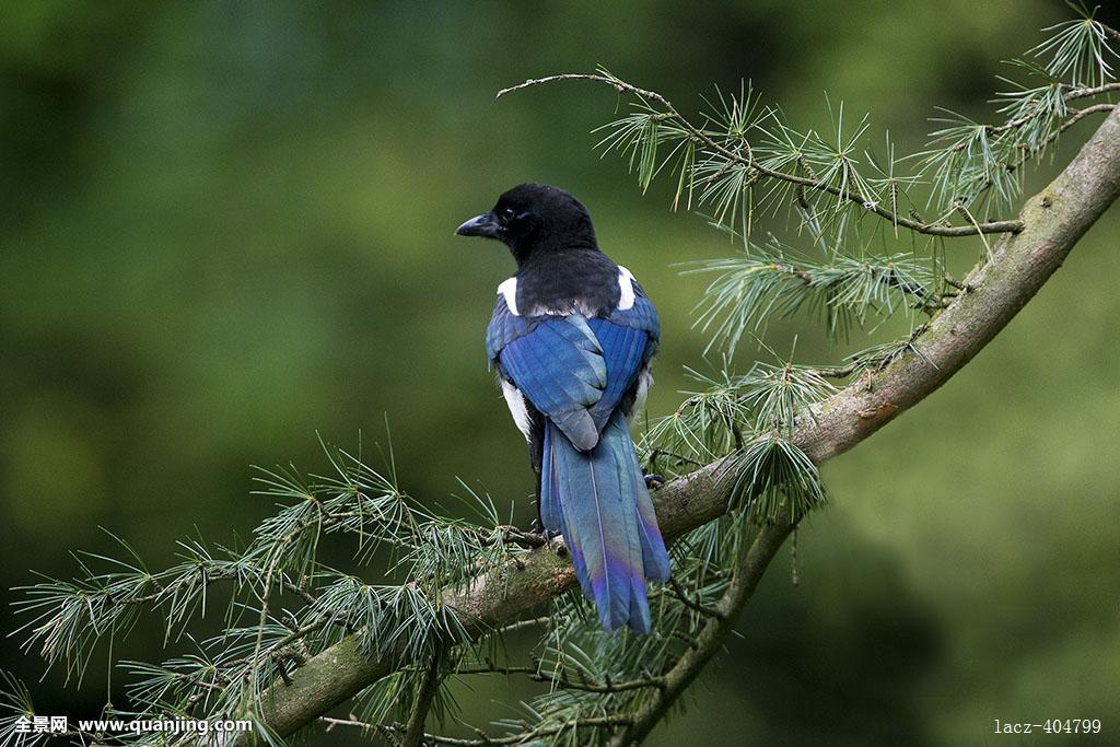 心理学:4只喜鹊报喜图,你最喜欢哪只?测你最近有什么喜事发生