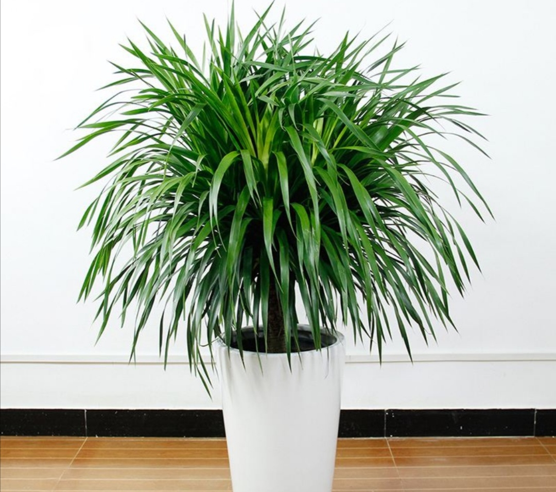 冬天在室内养1种"绿树",既美观又大方,改善空气质量