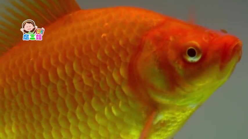 美丽的金鱼有一百多个品种,你认识几个?——草金鱼