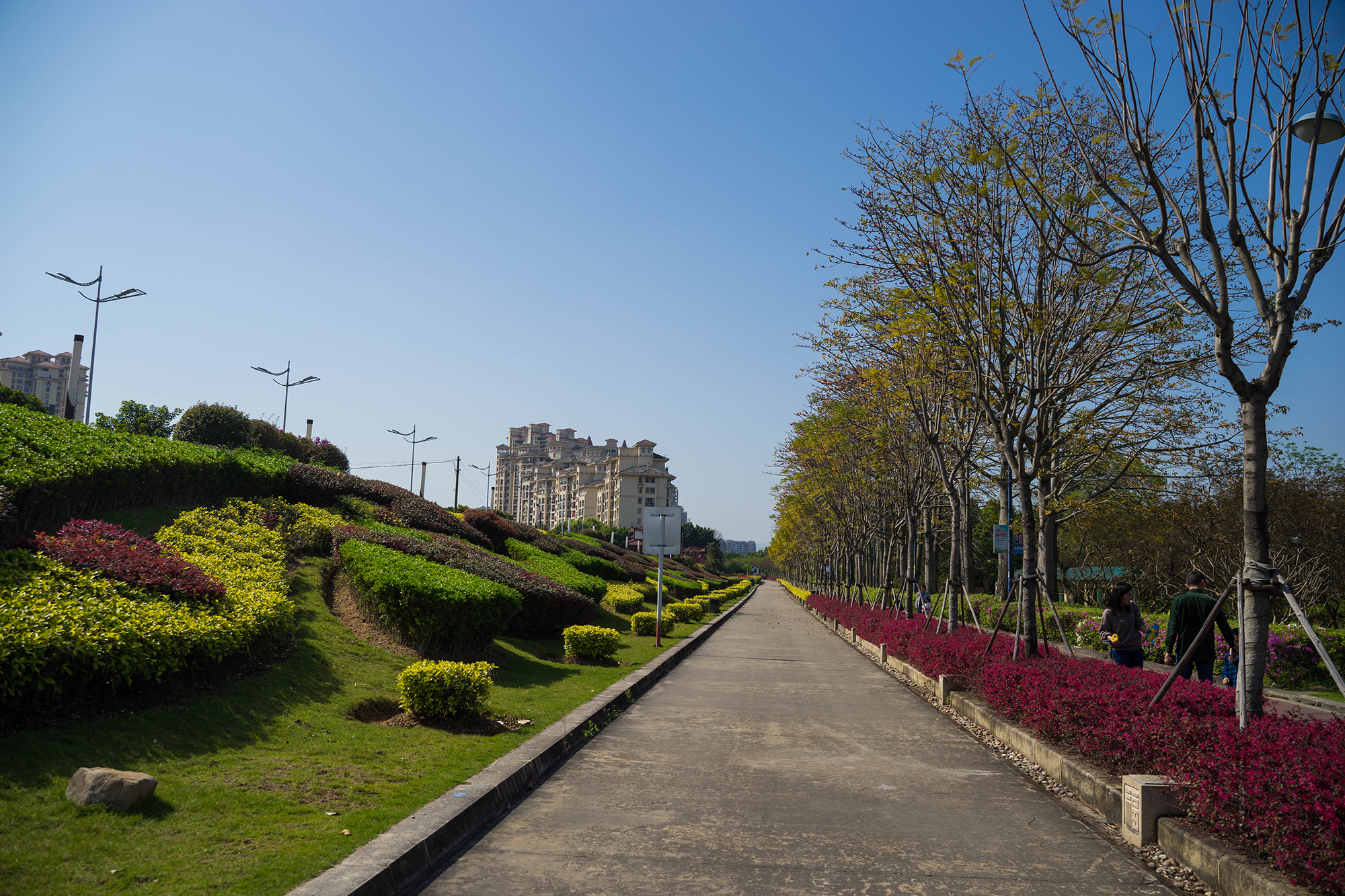 福州周末散心推荐:闽江公园一树一树的花开,遗世而独立