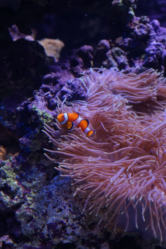 五颜六色的各种小鱼成群游动,我们都不禁拿出相机,iphone记录这飘动的