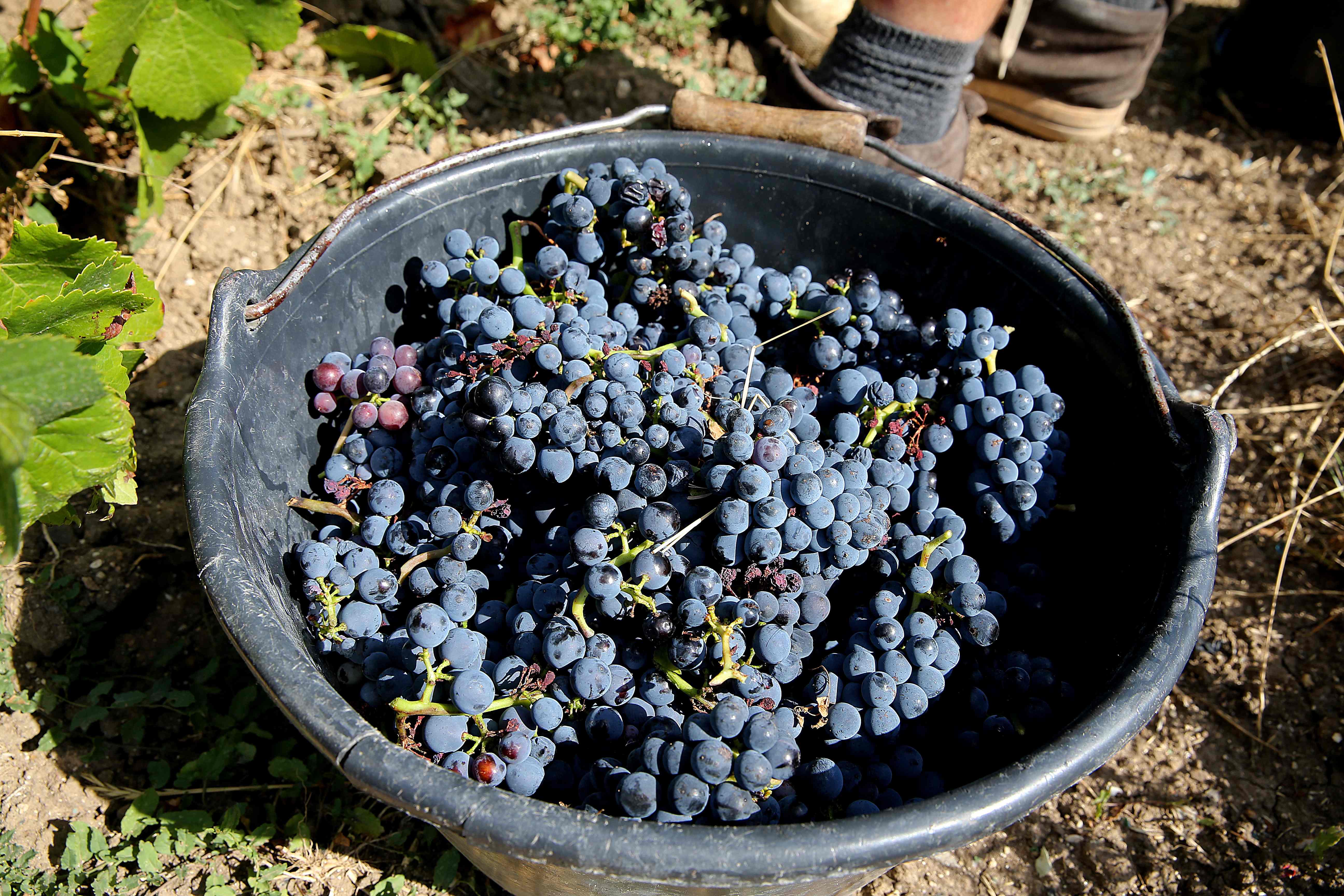 采摘黑皮诺葡萄(25)