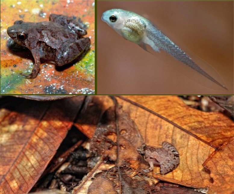 科普一下,了解猪笼草姬蛙的请举手