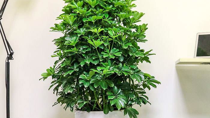 鸭脚木这样插迁,成活率百分百,一个星期就长出白花花的根