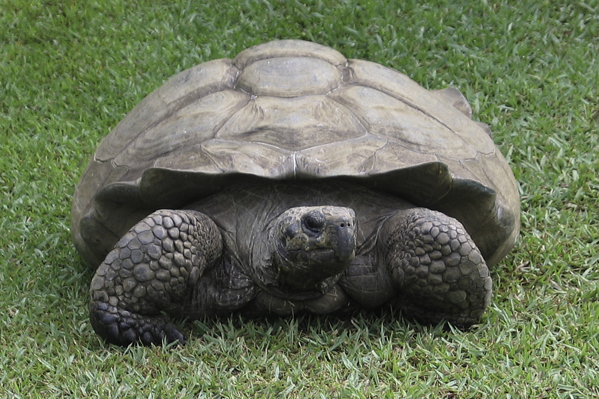 欧洲泽龟虽独特但养殖业中未受关.@疾驰的凉风的动态