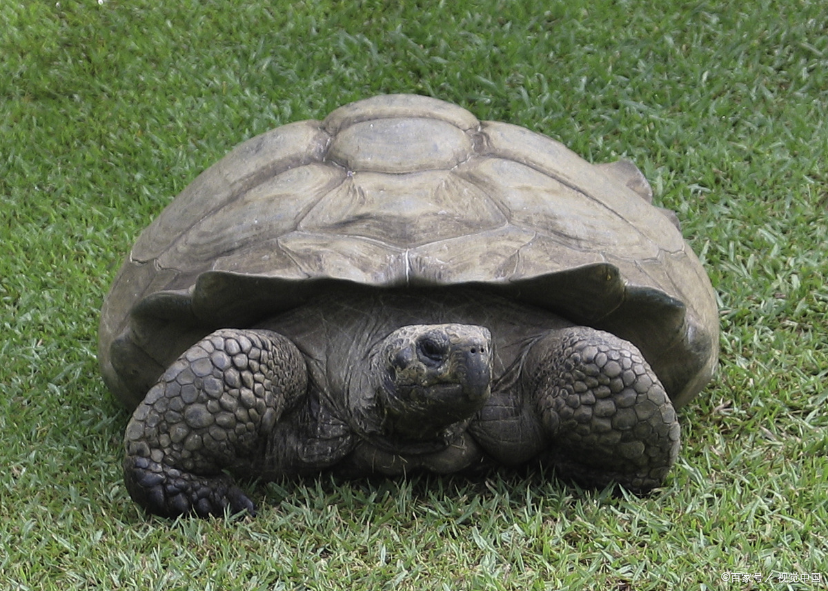 欧洲泽龟:被遗忘的守护者