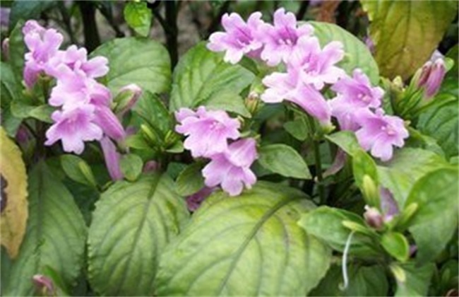 青黛是一种多用途的药材,那么它该怎样种植呢?这4点是关键!