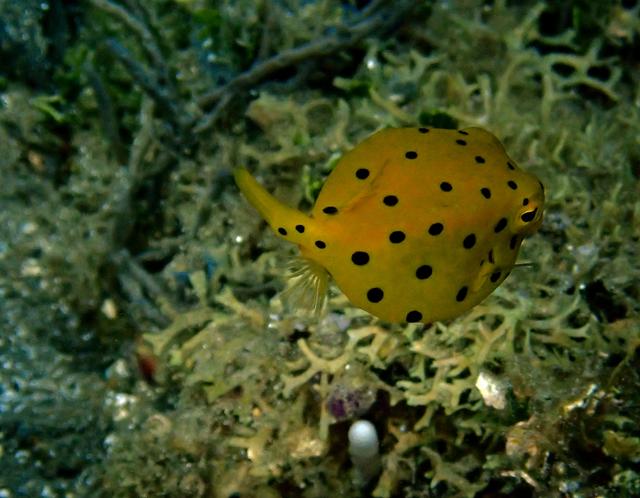 水摄之海鱼(119)-鲀(13)-金木瓜(安汶)