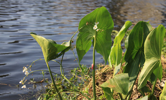 次野草名为"茨菰",南方很常见,具有较好的药效价值!