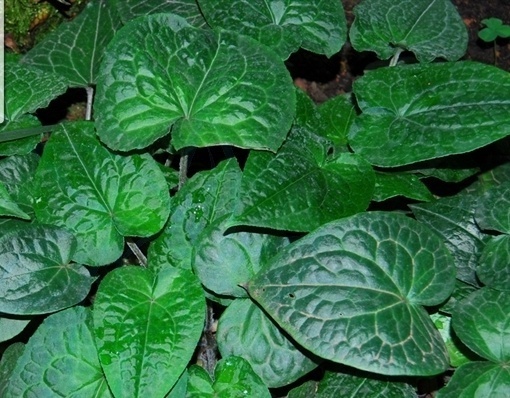 常见植物知识普及——尾花细辛