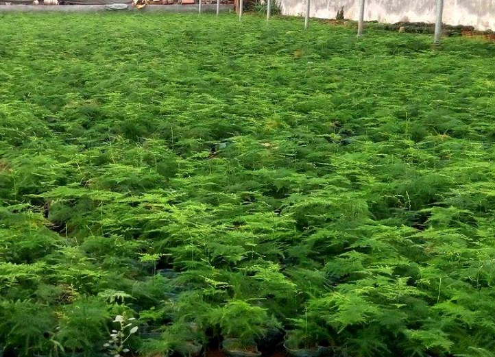 明月说种植,文竹的高产栽种与后期养护管理