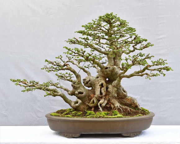 来几个榆树极品盆景,都是金奖作品的那种!喜欢盆景的可鉴赏点评