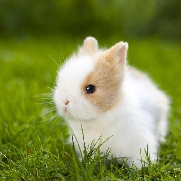 这种动物,是目前世界上体积最小的宠物兔,超级可爱!
