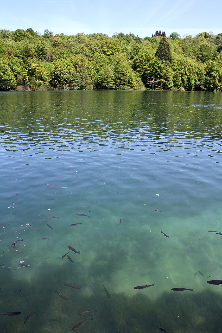镜头里的春天# 中心区的湖泊清澈见底,湖水荡漾着自由自在的鱼群