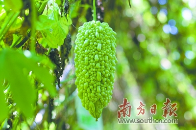 消暑佳品白珠苦瓜"养成记"