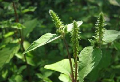 农村被忽视的一种野草,被人称作虎鞭草,殊不知却是男人的最爱