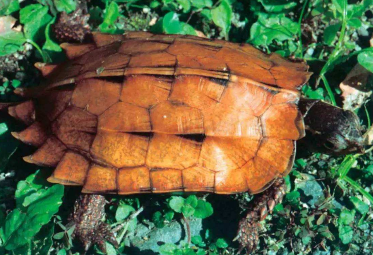 小霜爬宠社:濒临绝种的刺山龟,就像一个小太阳