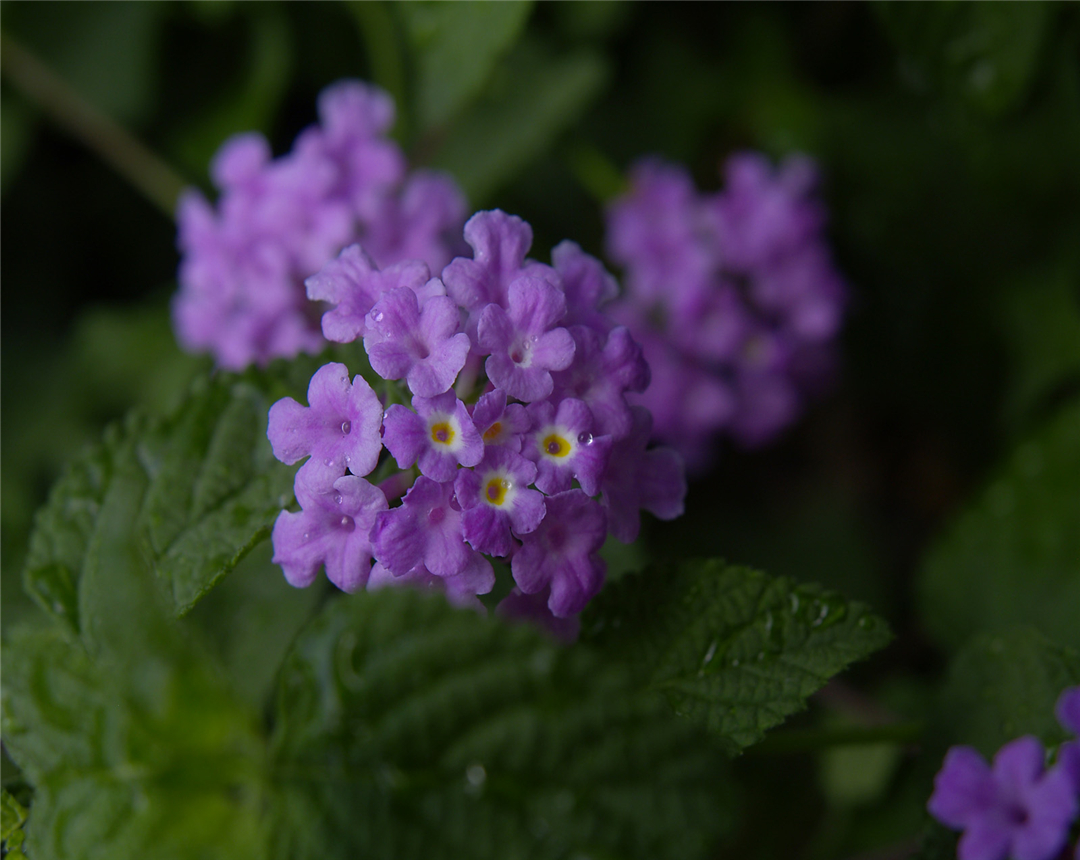 本文教你如何正确的为五色梅进行扦插,以及之后应该如何养护上盆