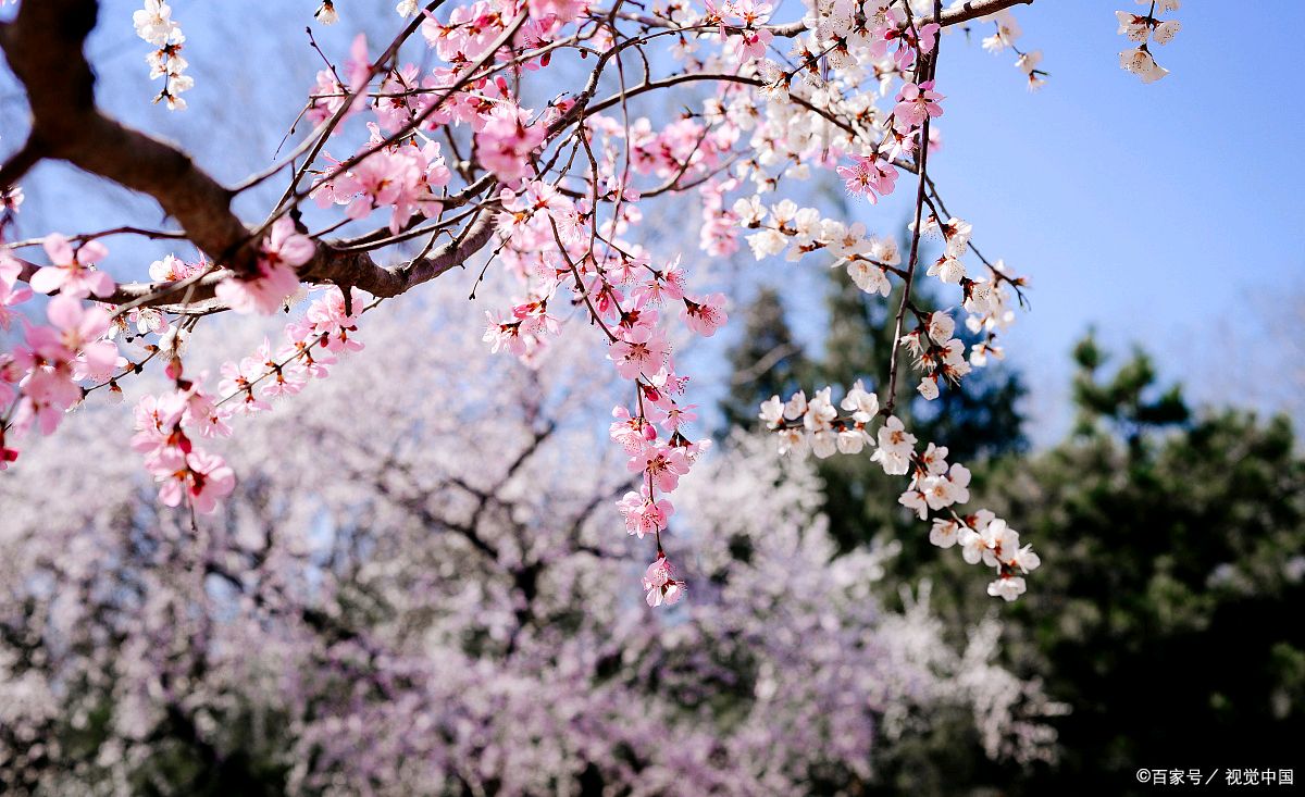 鹧鸪天《春天景色》