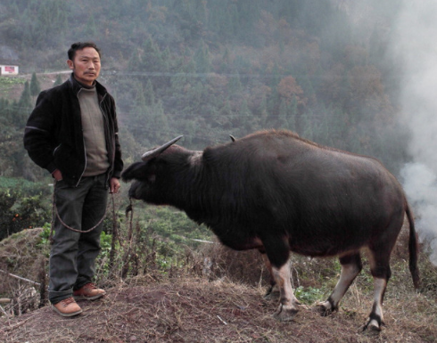巫山青石红叶,奉节白帝城,走过湖北重庆秘境的穷游!