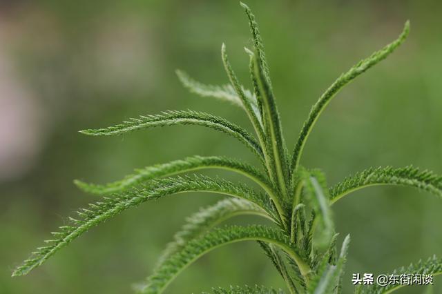 「术数篇」最古老的《易经》占卜法—揲蓍成卦法