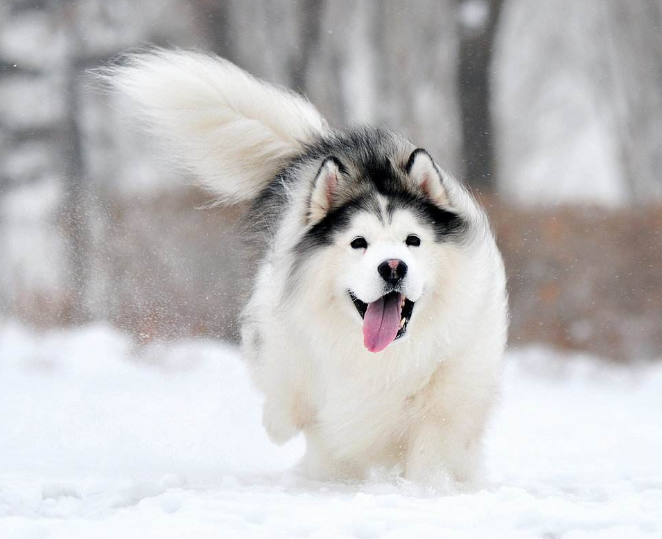成年阿拉斯加犬有着安静,高雅的气质,对主人非常忠心,耐力强!