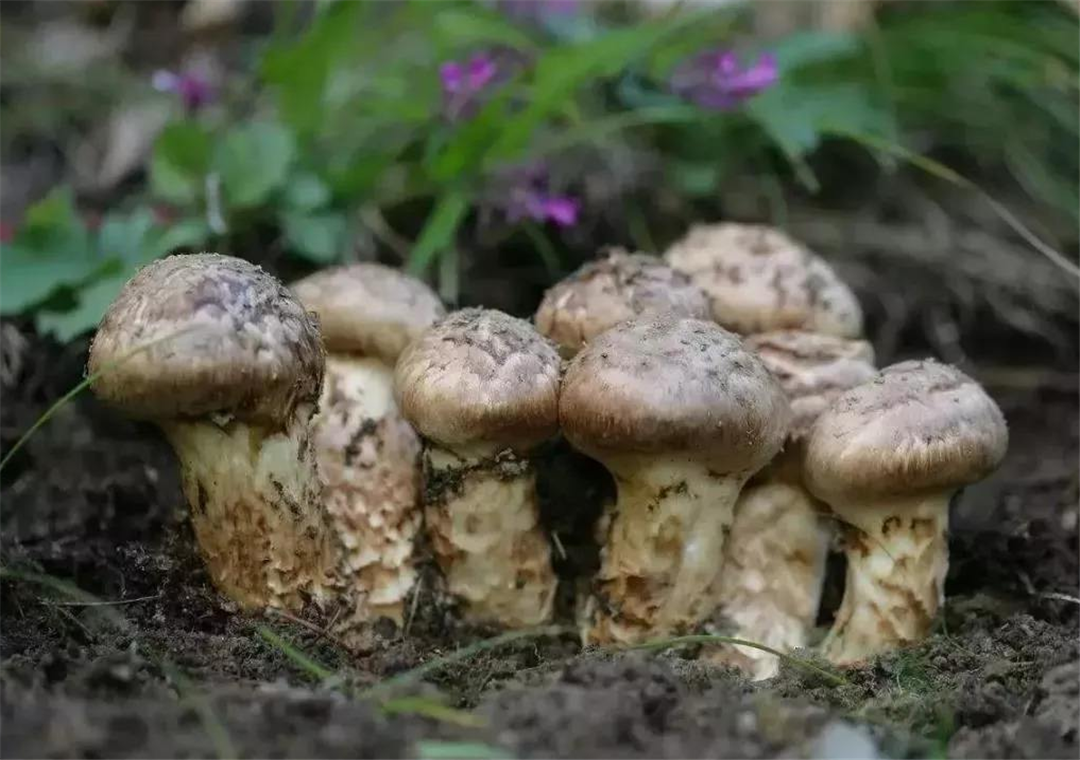 人工种植松茸照片图片