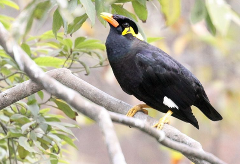 "千年八哥万年鹩",影响鹩哥寿命的三大因素?