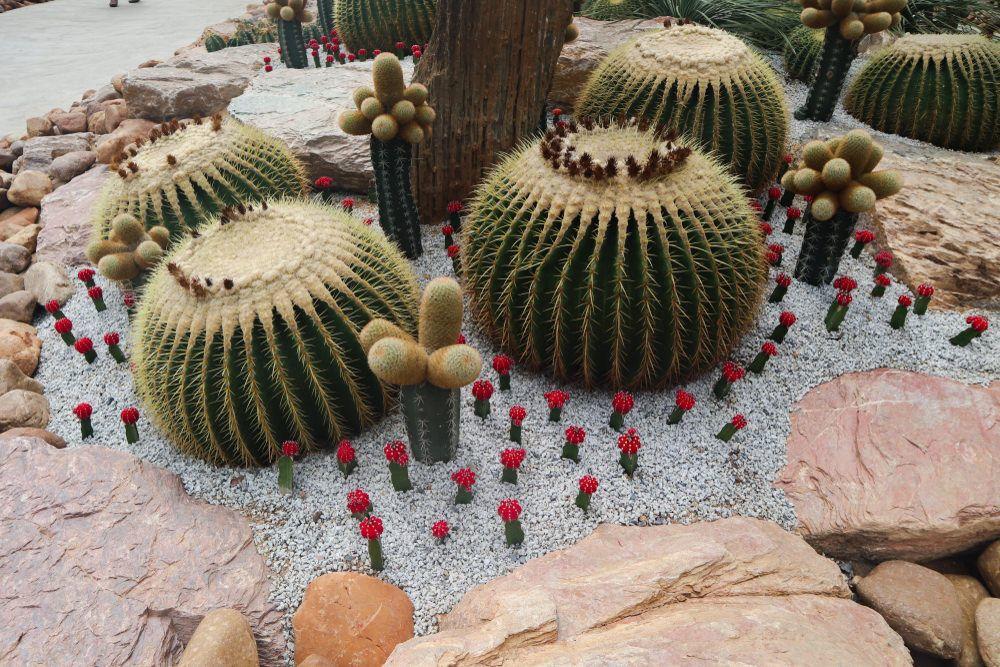 国外多肉都是路边养,一棵长的比树大,太美!