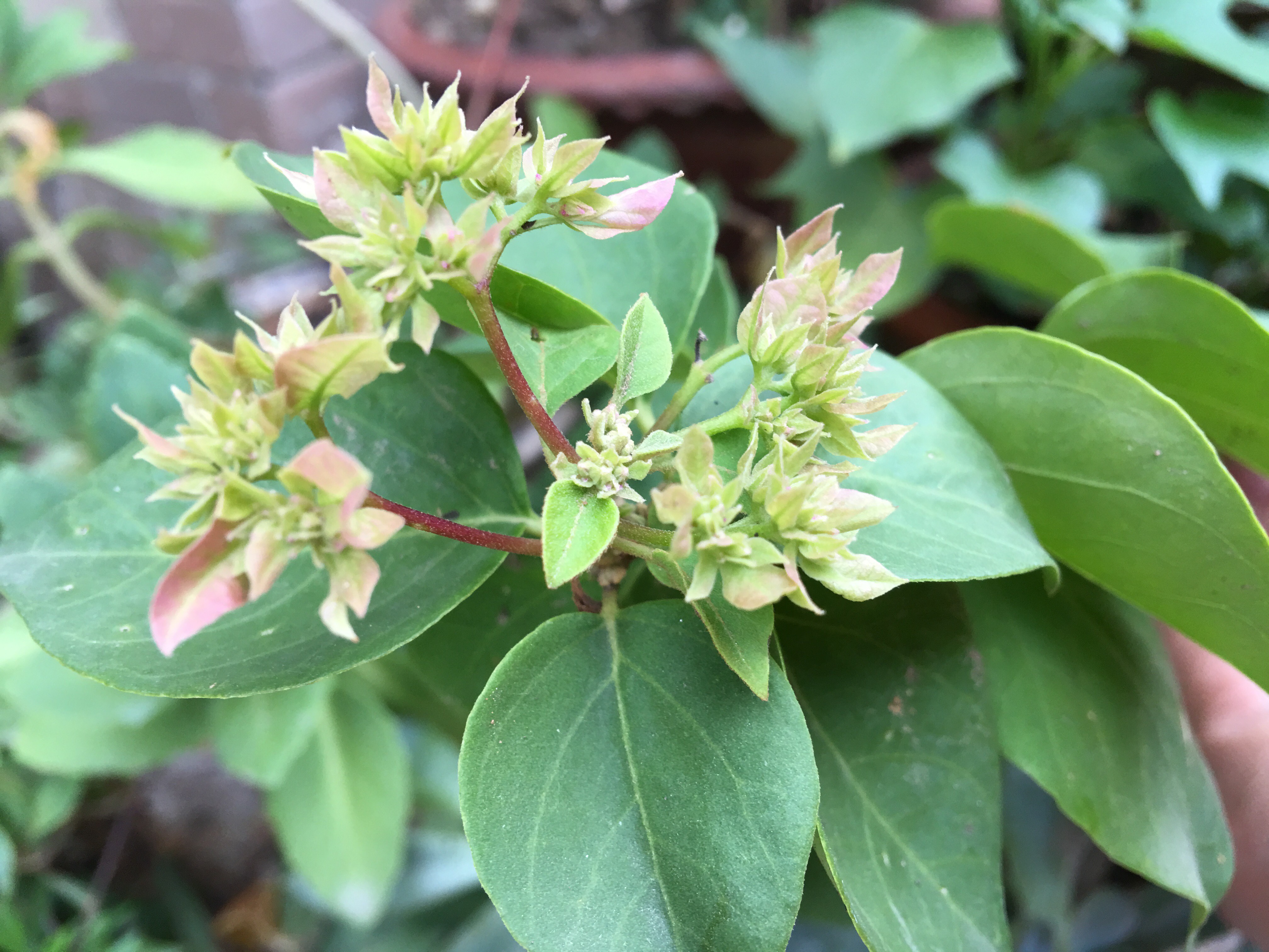 三角梅芽点和花苞怎么区分?看这"2点"就知道了,秋季开花超多