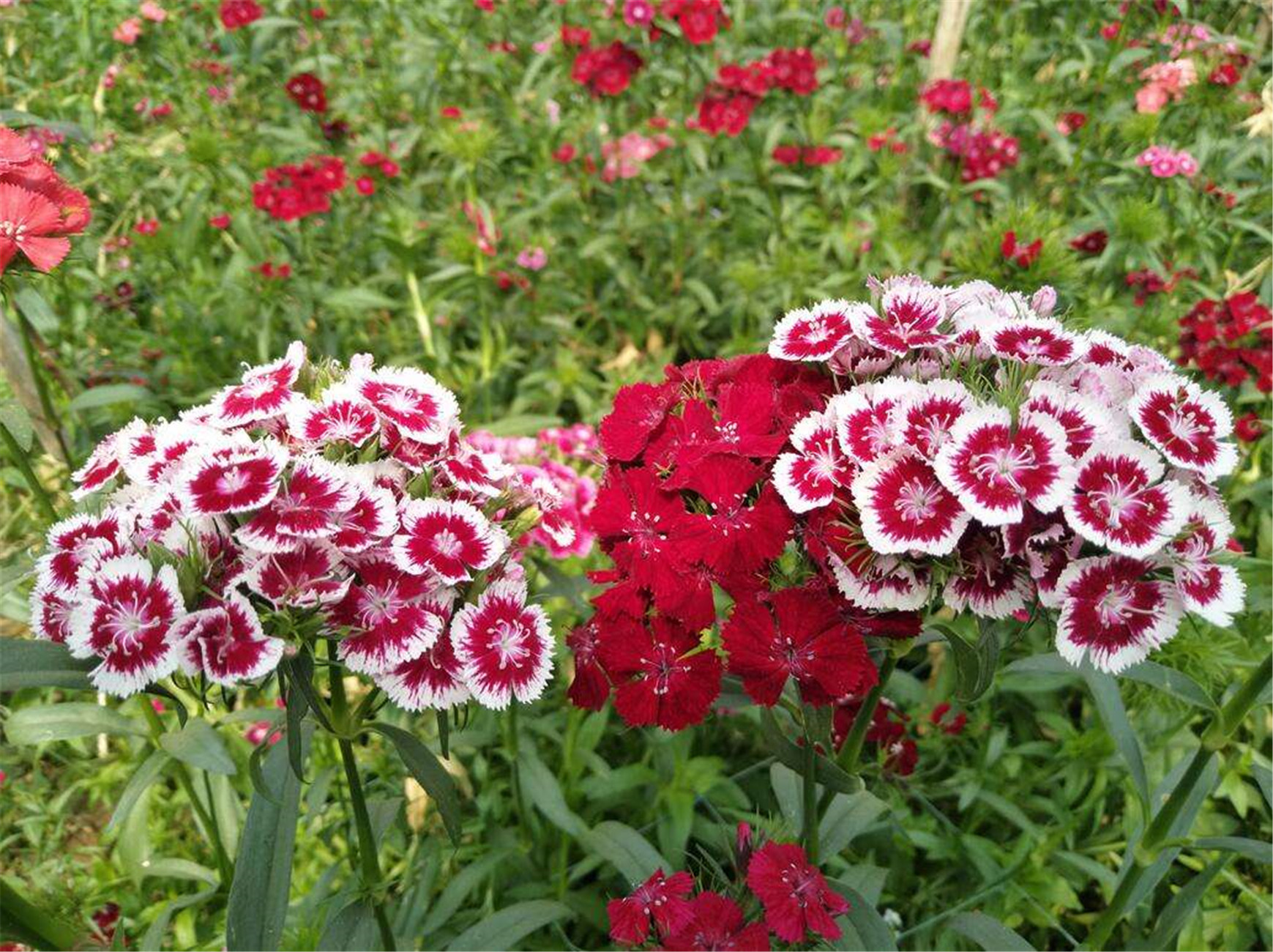 石竹梅的花语:你是我们心中永远的姹紫