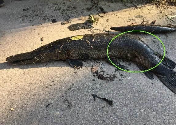 农村池塘出现会咬人的"怪鱼",长相像鳄鱼,这种鱼你们见过吗?