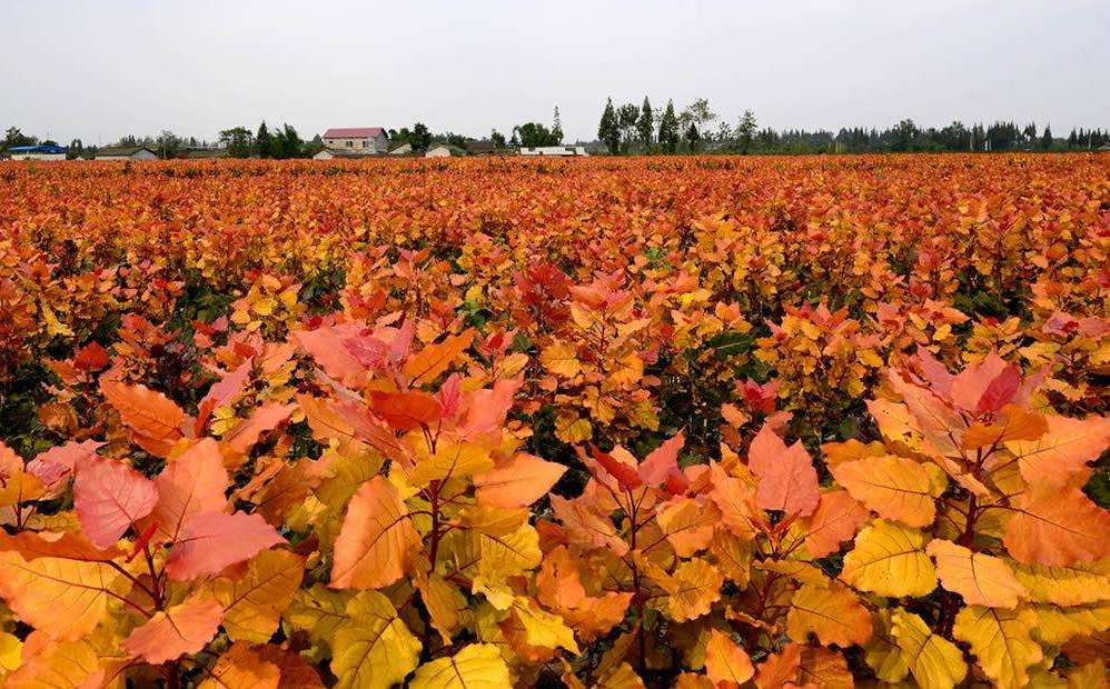 红叶杨扦插育苗的方法