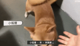 天天用神烦狗的表情包,你知道阿柴到底有多