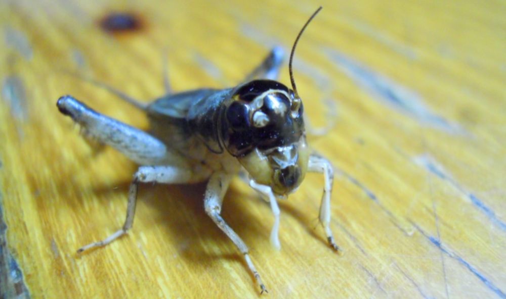 蟋蟀鉴赏:9上白牙青