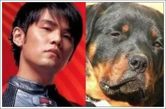 当狗狗长了一张明星脸,你看这个狗它既像孙红雷又像林永健