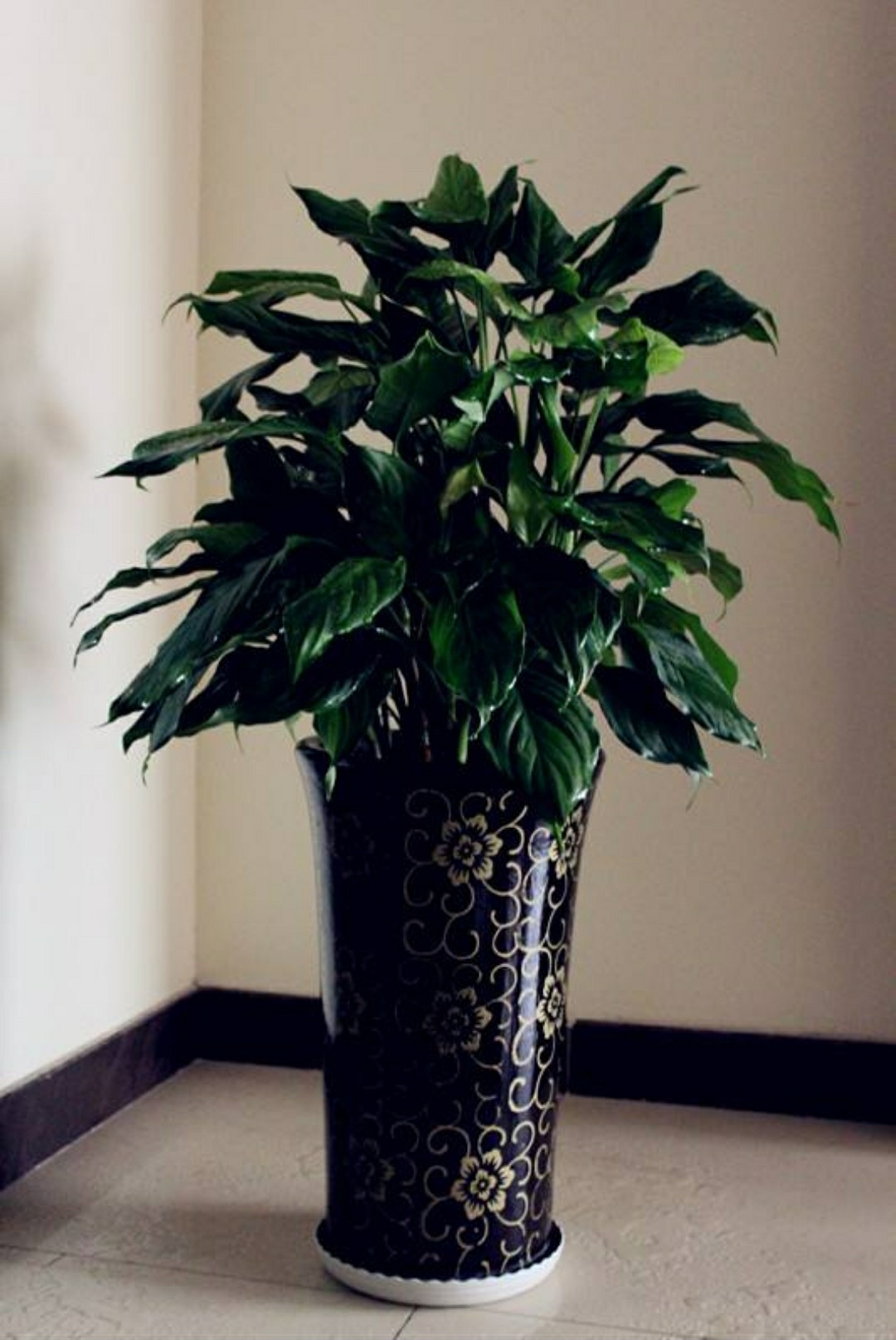 "万年青"这样养,长势迅速,叶片翠绿,简单,实用!