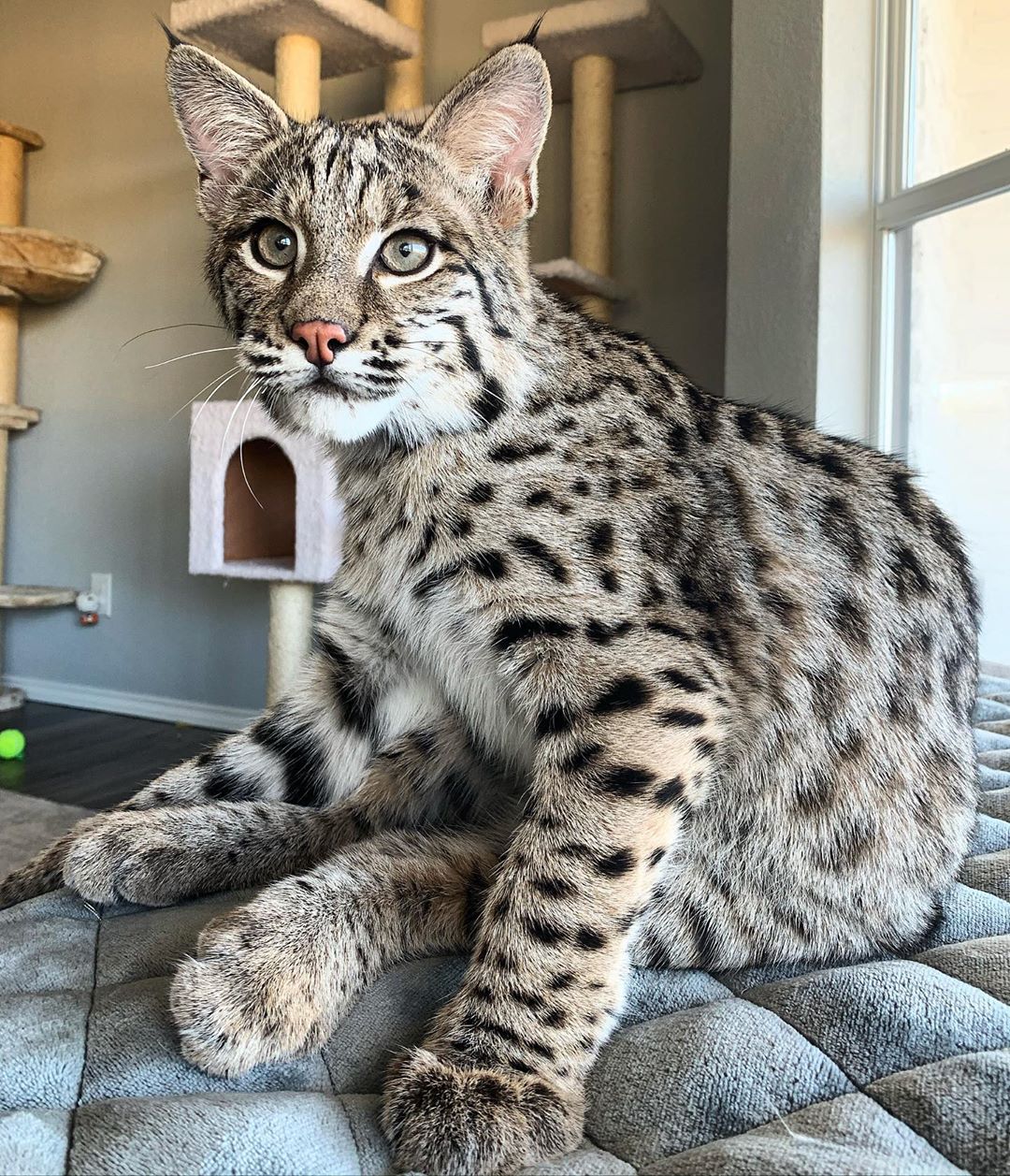 野生短尾猫跑丢,主人寻几日未果,再养一只假装没事发生