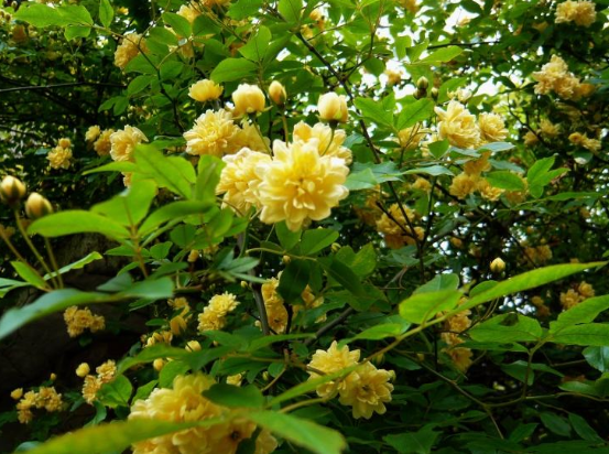 她养了1棵"木香花,开花99朵,美丽极了,大家都说没见过!