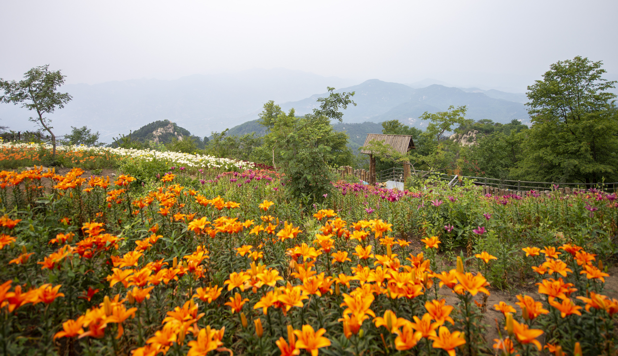 数万株百合绽放在沂蒙山之巅,云顶花海,开出了这世间的诗意芳华