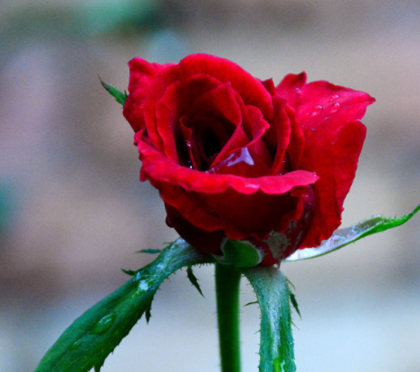 一朵玫瑰花让法国赔了140万