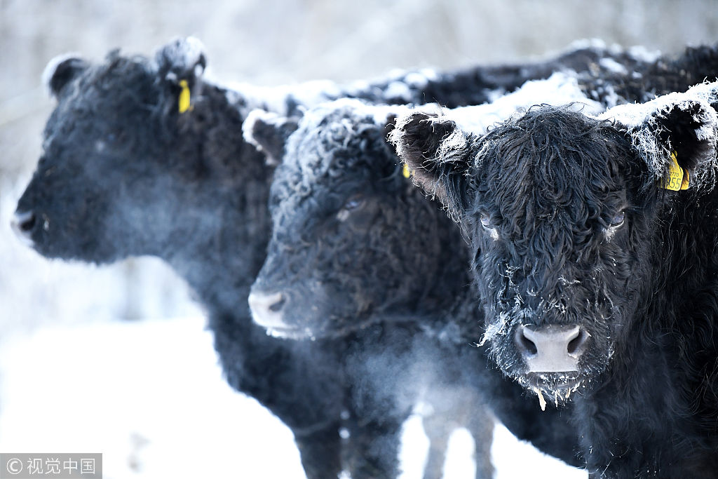 苏格兰气温跌至零下15度迎最冷冬夜 盖洛威牛背结霜