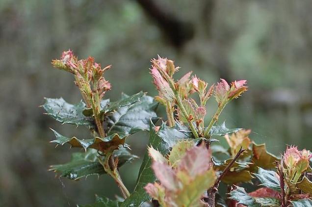 叶如刀片,树如铁棍,用秦岭深山"铁匠树"做盆景,美不胜收