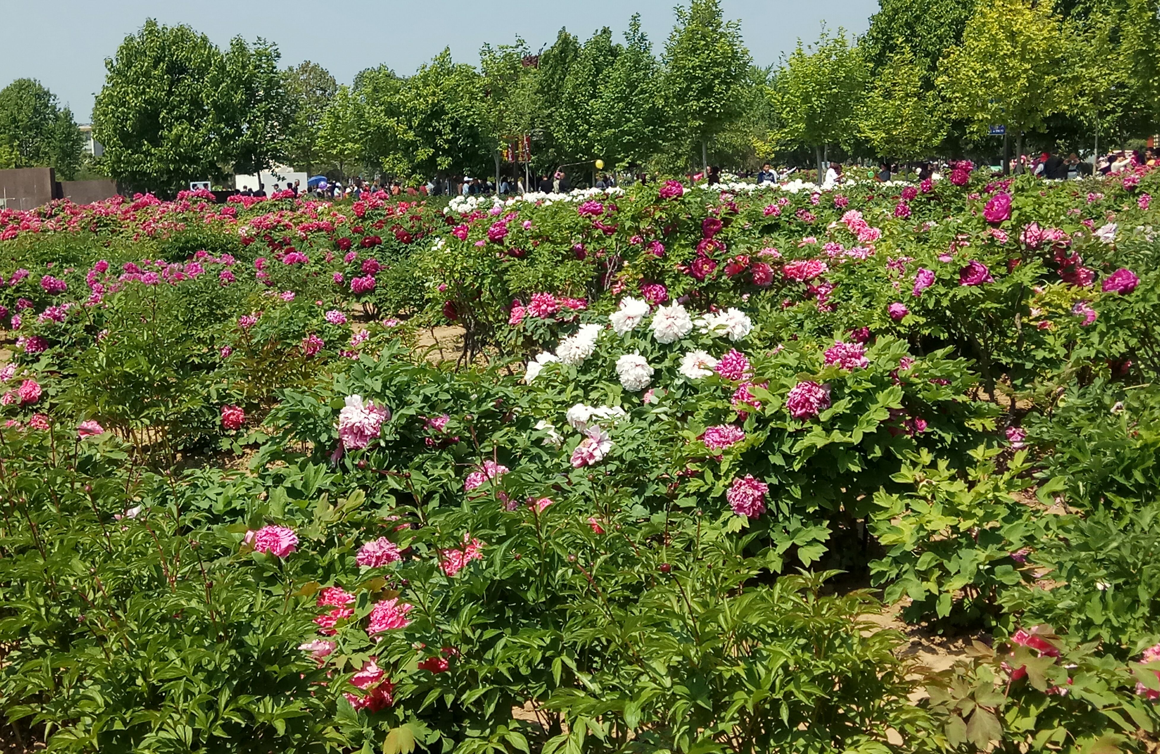 洛阳牡丹甲天下,菏泽牡丹冠群芳.