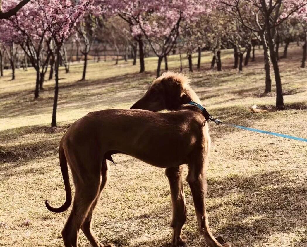 中华田园犬里面的佼佼者,战斗力强悍,最后一种叫守山犬