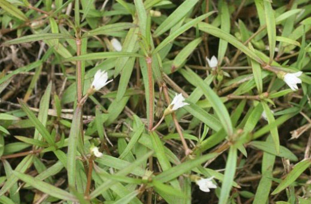 中药的故事,蛇合