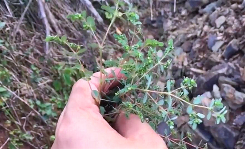 农村人叫它红头绳,又叫血见愁,是一种常见的民间草药,认识吗?